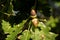 Leaf and acorn of Pedunculate English Oak - Quercus robur