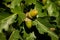 Leaf and acorn of Pedunculate English Oak - Quercus robur