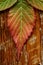 Leaf in Alaska in Autumn in boreal forest