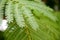 Leaf of Albizia julibrissin or Persian silk tree. Close-up macro