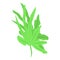 Leaf alga icon isometric vector. Marine plant