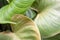 Leaf of alocasia cucullata plant with sunlight in the garden.