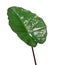 leaf alocasia on white background