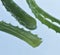 Leaf of aloe over blue background