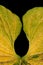 Leaf of Anthurium