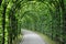 Leaf Arch Path