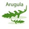 Leaf of arugula at the light green background.