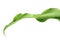 Leaf of arum lily