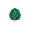 Leaf of aspen tree flat icon