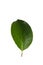 Leaf Avocado white background in studio