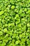 Leaf background - azolla fern