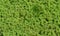 Leaf background - azolla fern