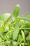 Leaf of Bacopa monnieri ,Bitter Leaf,Close up photograph