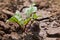 Leaf of beet root. Fresh green leaves of beetroot or beet root seedling.