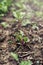 Leaf of beet root. Fresh green leaves of beetroot or beet root seedling. Row of green young beet leaves growth in organic farm.