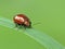 Leaf Beetle