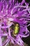 Leaf beetle (chrysomelidae) feeding on purple flow