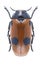 Leaf beetle Clytra quadripunctata