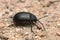 Leaf beetle, Galeruca tanaceti on sand