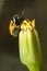 Leaf Beetle (Lachnaia paradoxa)