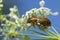 Leaf beetle, Orsodacne cerasi feeding on meridian fennel