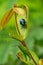 Leaf beetle Platycorynus peregrinus perching on leaf while a grasshopper perching down below