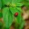 Leaf Beetles (Coleoptera, Chrysomelidae)