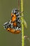 Leaf Beetles (Lachnaia paradoxa) mating