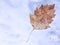Leaf of the Black Poplar, Populus Nigra, In Autumn Shade with Petiole Fallen on Snow. Winter Day. Abstract Natural Background.