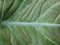 Leaf - Black velvet, elephant`s ear or dwarf alocasia