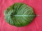 Leaf - Black velvet, elephant`s ear or dwarf alocasia