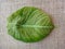 Leaf - Black velvet, elephant`s ear or dwarf alocasia