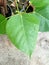 The Leaf of Bodhi Tree (Ficus religiosa)