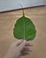 A leaf of bodhi tree, tree of Buddha