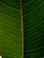 Leaf bone of plant. Franggipani leaf. Stock photo.
