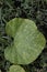 Leaf of bottle gourd infected by Cercospora disease