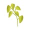 Leaf branch, plant. Green leaves, greenery, delicate natural botanical design element, floral decoration. Fresh organic