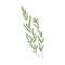 Leaf branch of rosemary herb. Herbal plant, leaves and stem of fresh provence seasoning, organic green condiment