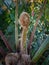 leaf buds from a fern-like ornamental plant called monkey fern