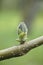 Leaf buds in spring time