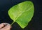 leaf burdock close-up medicinal plant water drops black background back side hand holding leaf