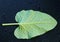 leaf burdock close-up medicinal plant water drops black background backside