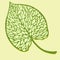 Leaf calla