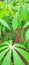 leaf casava green background health