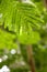 Leaf Catechu Herbal tree in garden