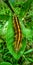 Leaf caterpillar