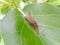 The leaf caterpillar cocoons