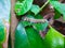 A leaf caterpillar is on a guava leaf (2)