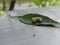 leaf caterpillars dangling after eating leaves