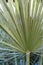 Leaf of chamaerops humilis also known as dwarf palm